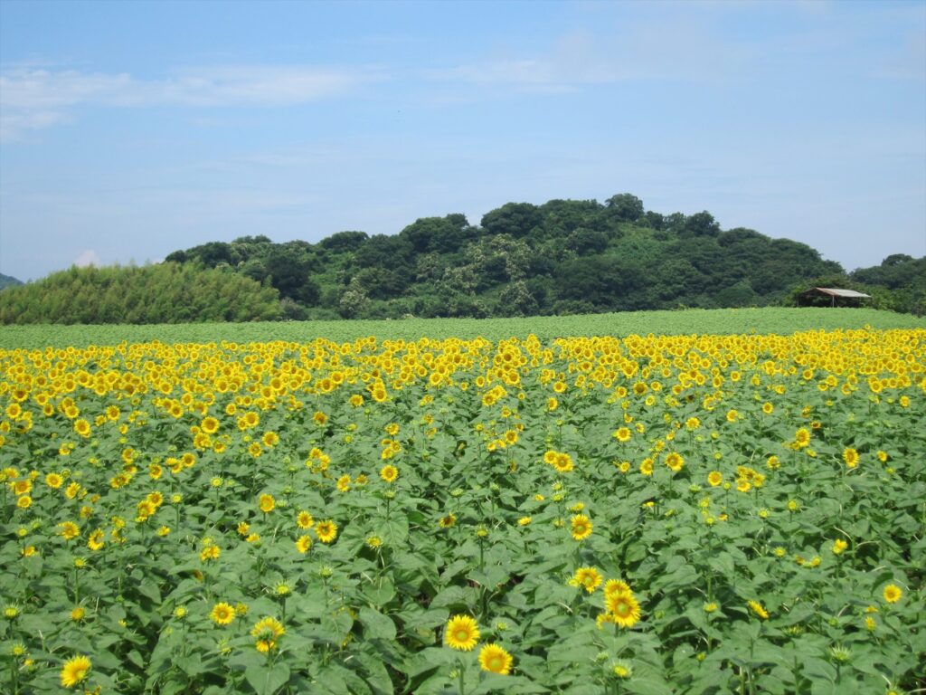 画像を等倍で表示します